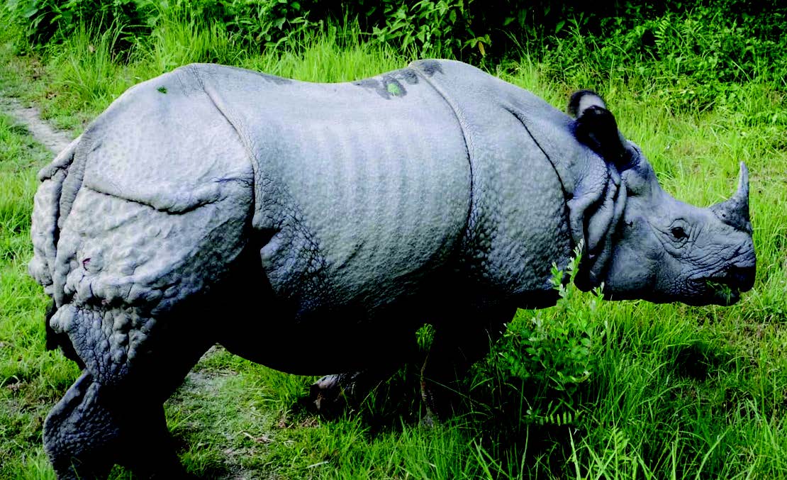 rhinos-continue-to-die-in-chitwan-national-park