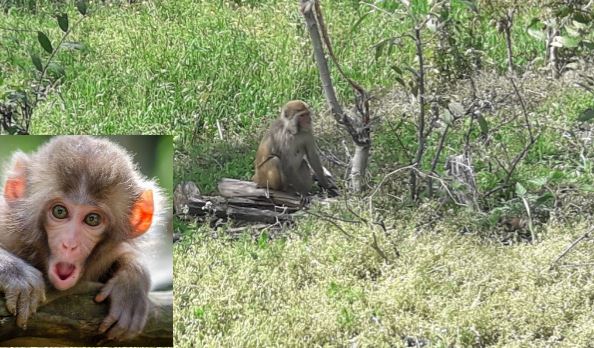 monkey-menace-continues-in-baitadi