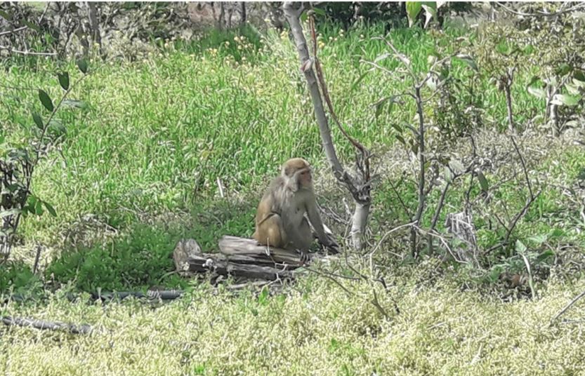 monkey-menace-continues-in-baitadi