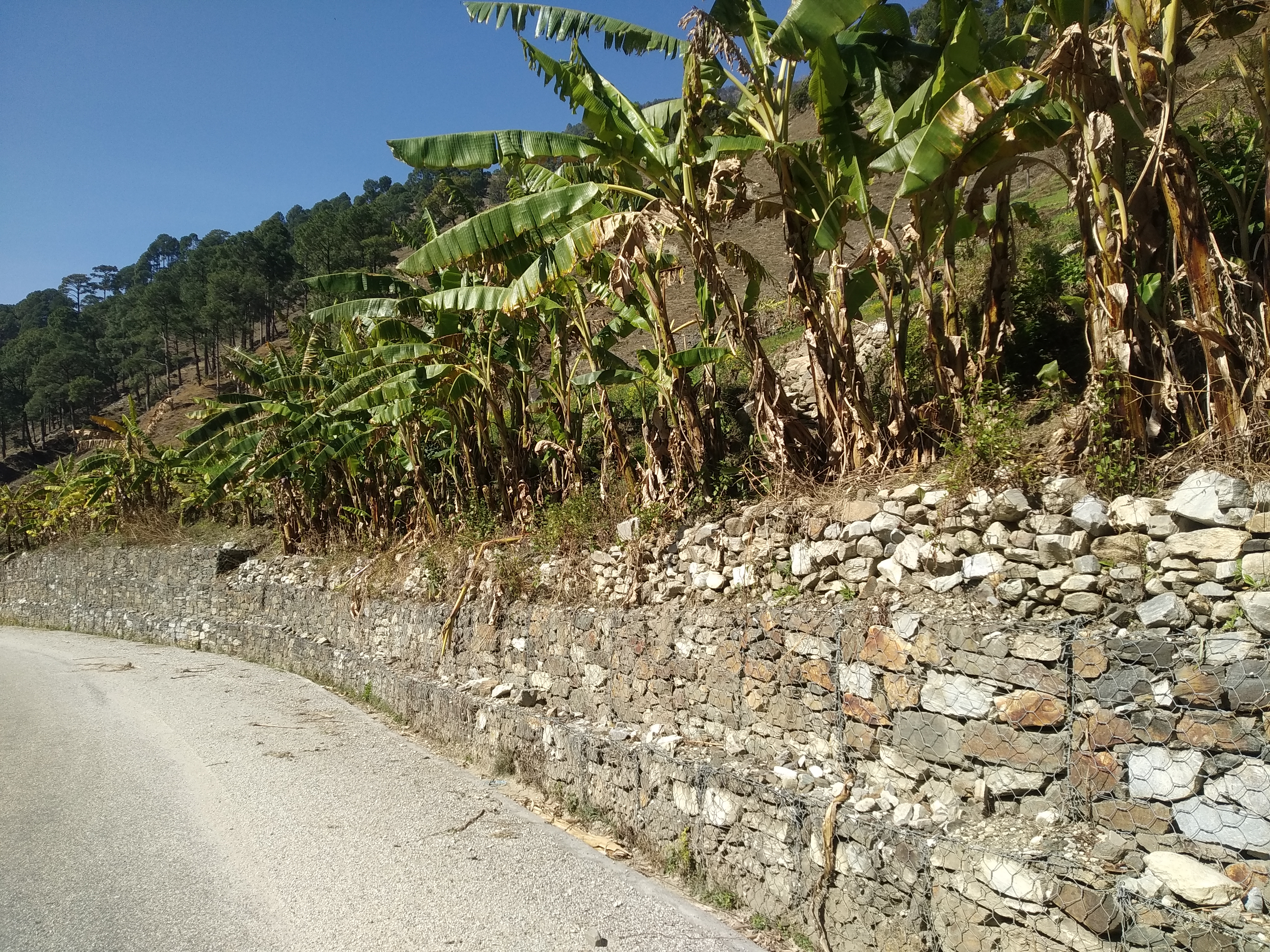 bananas-preventing-landslides-in-bajura