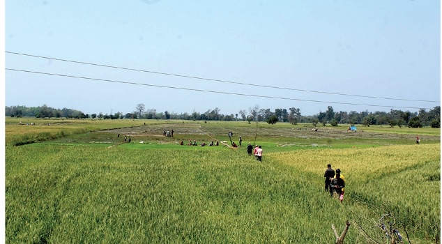 locals-encroaching-arable-land-formed-with-drying-up-of-lakes-in-kailali
