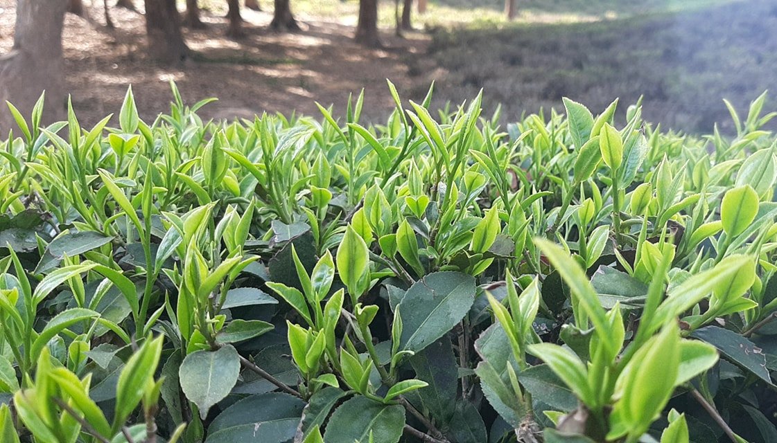 coronavirus-puts-tea-industries-out-of-gear