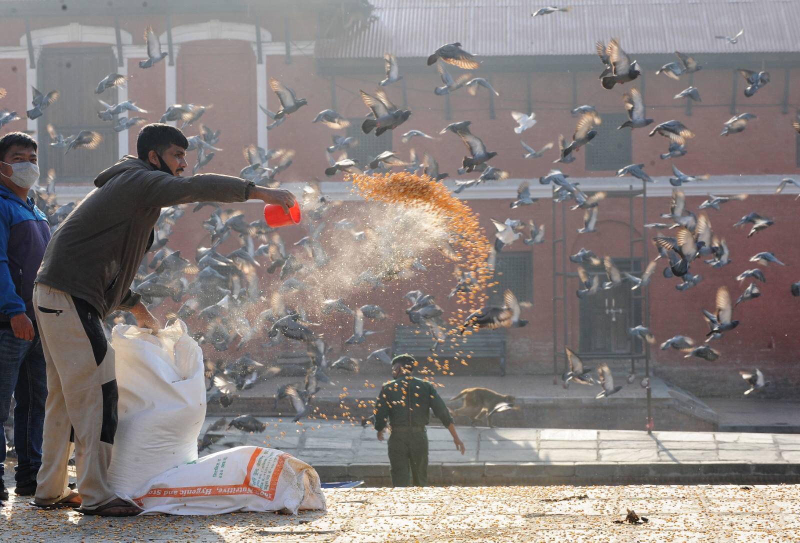 animals-birds-in-pashupati-area-being-fed-regularly