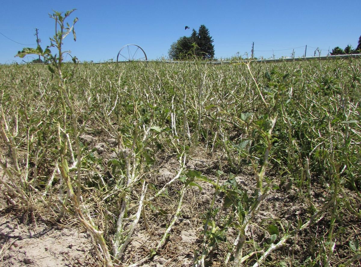 hails-cause-huge-damage-to-vegetables
