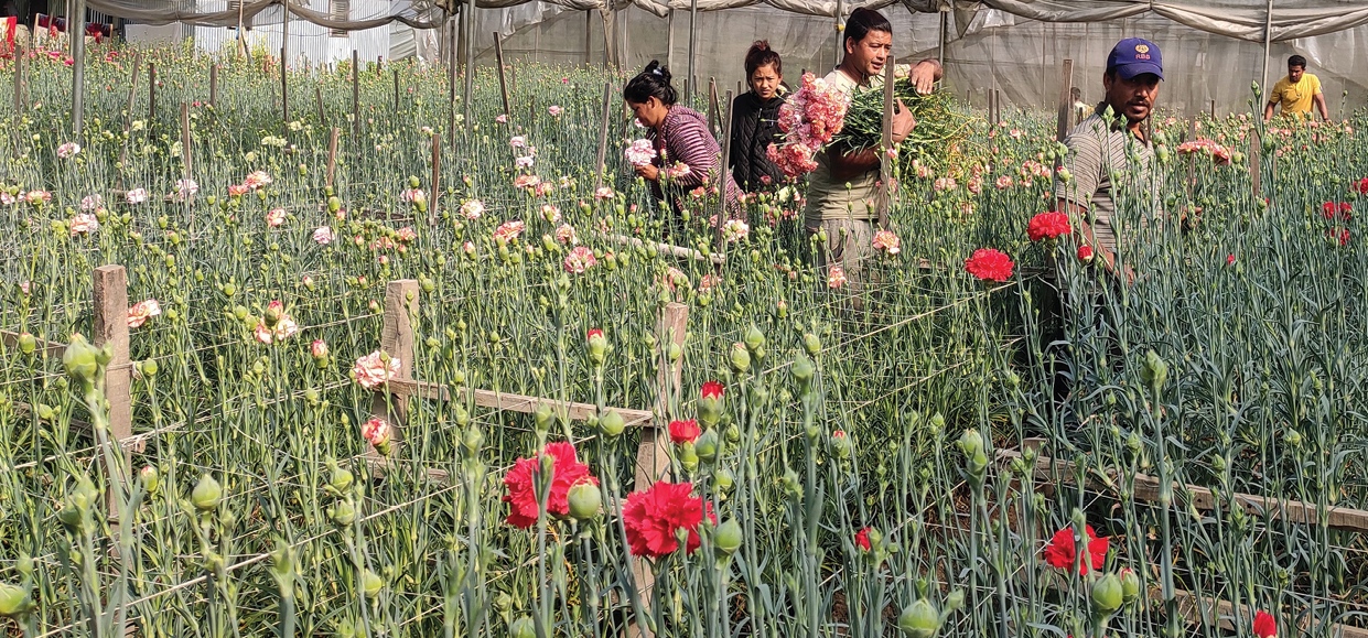 flower-business-goes-dry-in-lockdown