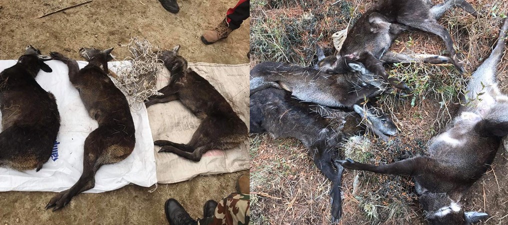 seven-musk-deers-found-dead-in-60-traps