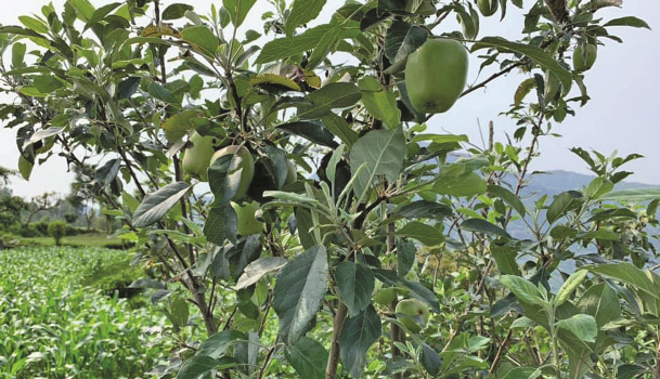 apple-trees-bear-fruits-even-in-lamjung