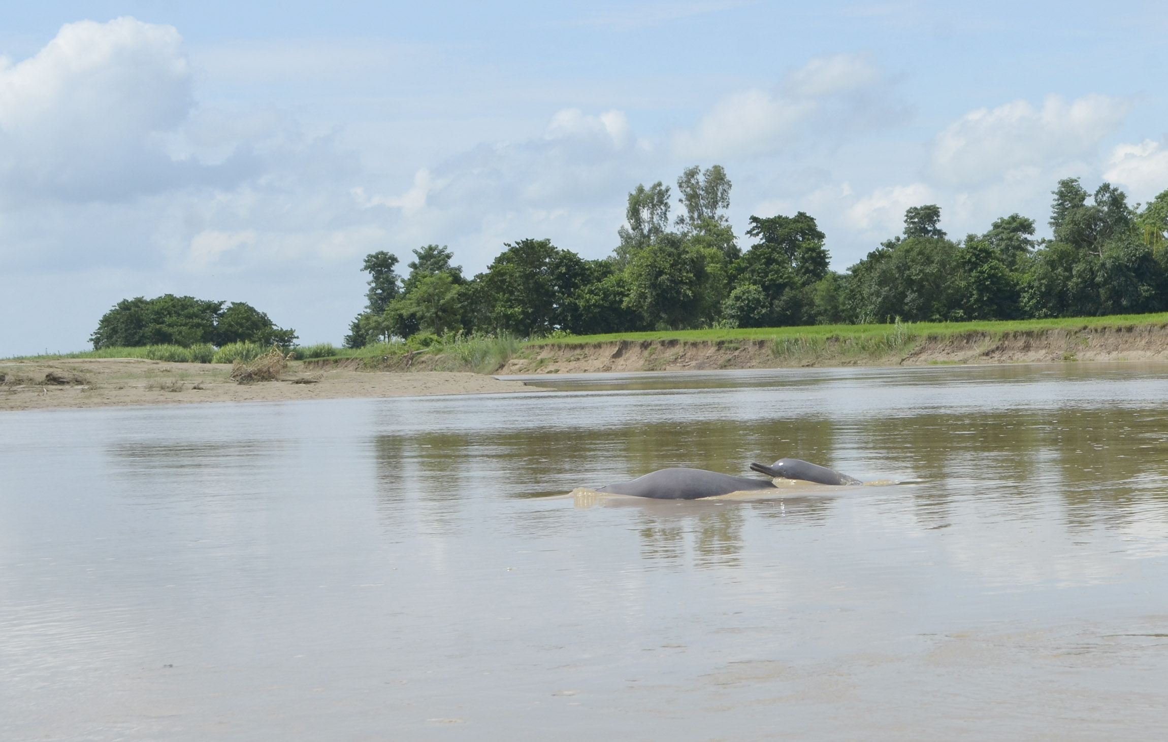 dolphins-surface-early-in-kailali-rivers