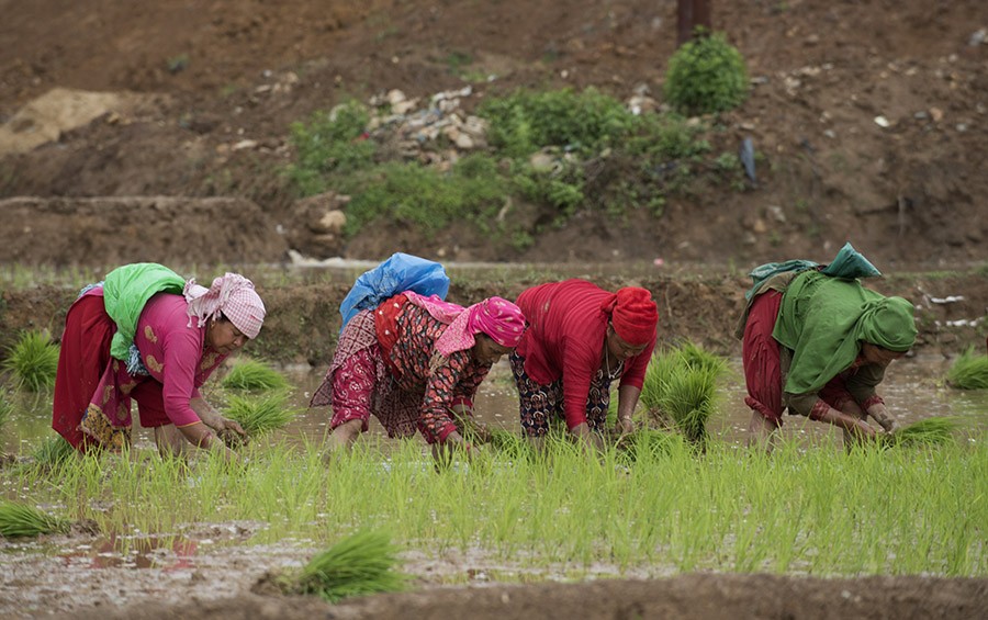 govt-fixes-minimum-support-price-for-paddy