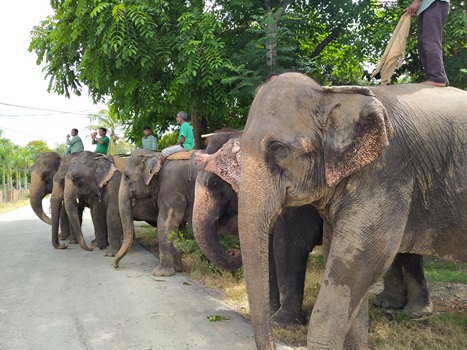 private-operators-want-to-graze-elephants-in-chitwan-national-park