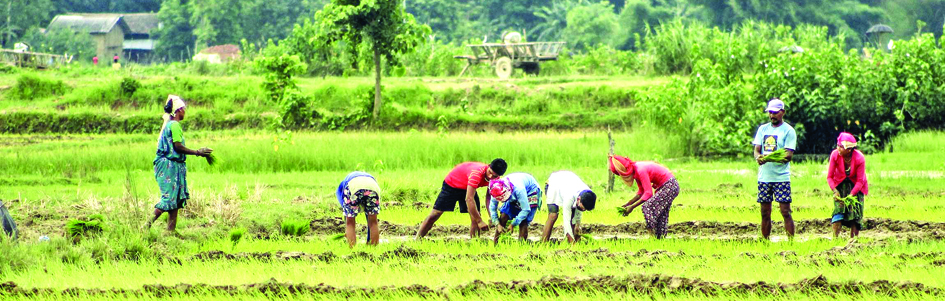 kailali-farmers-busy-planting-paddy-despite-inadequate-rains