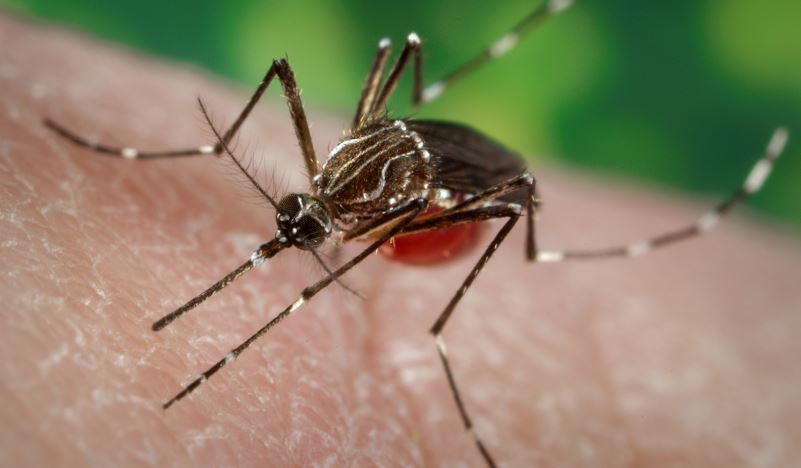 dengue-can-be-another-burden-warn-experts