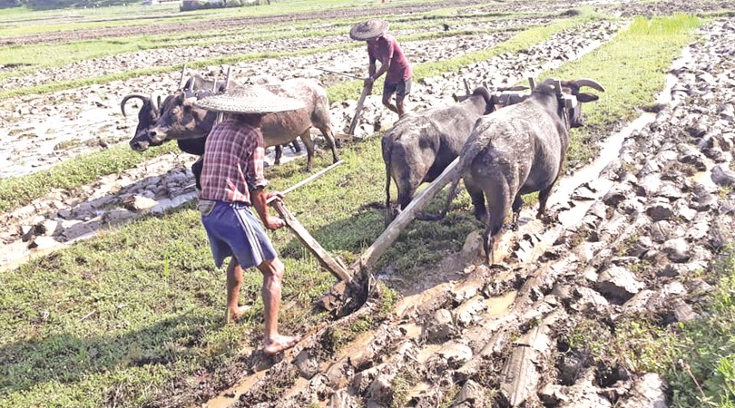 returnee-youths-revive-agricultural-activities-in-kaski-villages