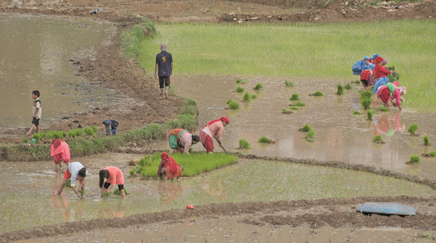 over-50-paddy-plantation-complete-in-sudurpaschim-karnali-states