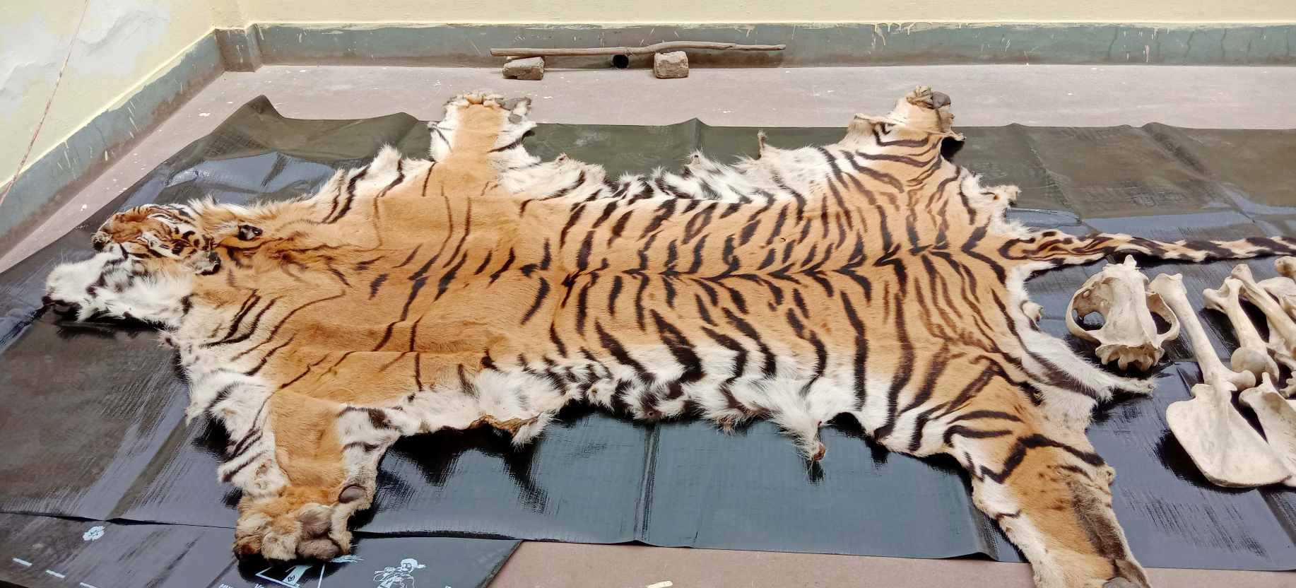 one-held-with-tiger-hides-bones