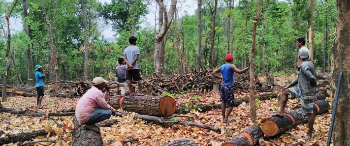 federal-parliament-team-begins-study-on-deforestation