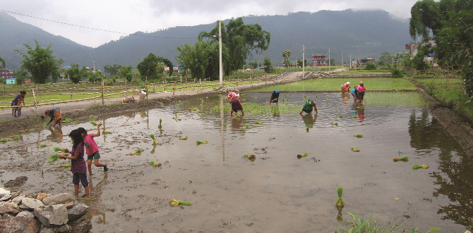 paddy-planted-in-over-half-of-all-cultivatable-land-in-gandaki