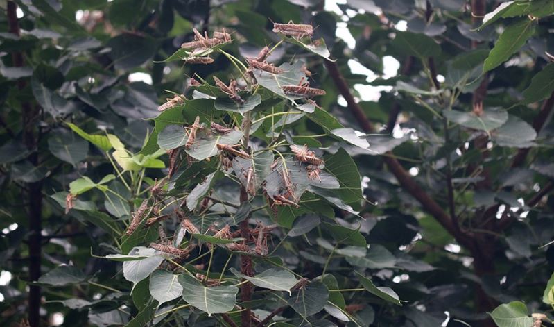 locust-to-be-bought-for-100-rupees-per-kg