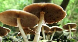 four-of-same-family-ill-after-eating-wild-mushroom