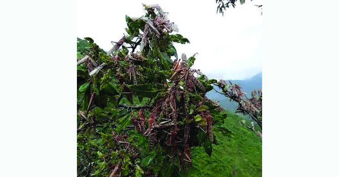 fear-of-locust-grows-as-new-group-arrives-in-dang