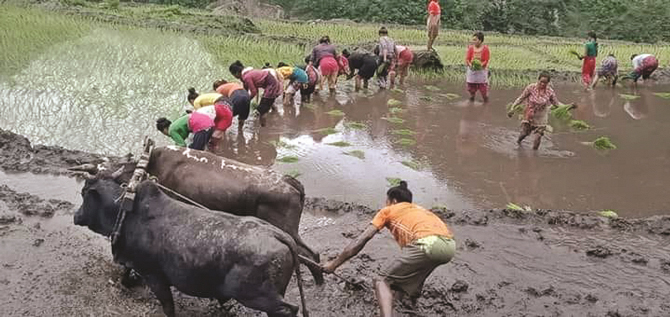 52-per-cent-paddy-plantation-completes-in-bagmati