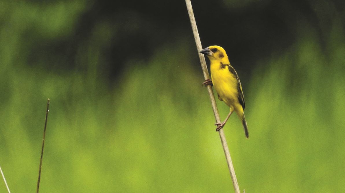 shuklaphanta-becomes-home-for-rare-birds