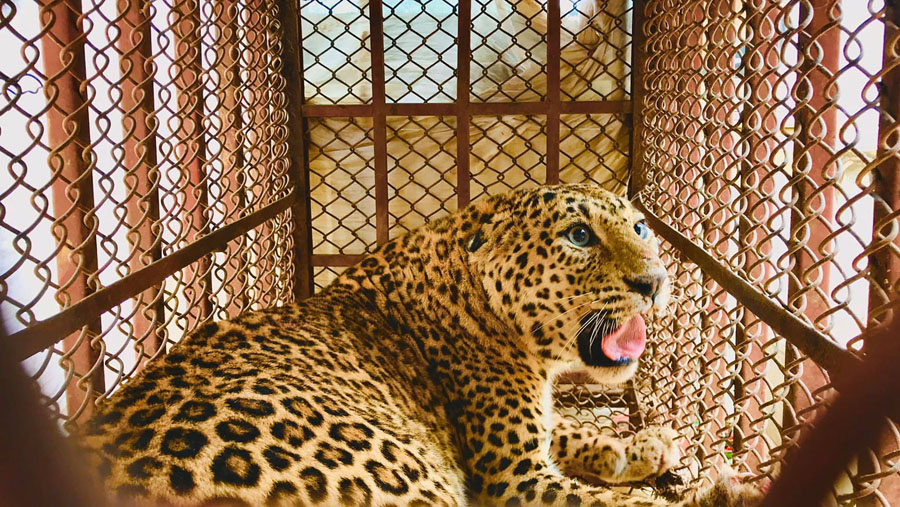 six-cheetah-killed-eight-rescued-in-tanahu