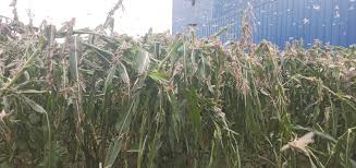 locust-swarms-damage-crops-in-surkhet-pyuthan