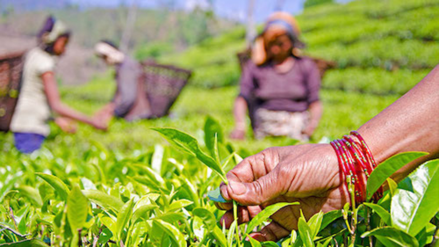 tea-manufacturers-local-government-in-quarrel