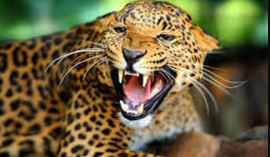 leopard-census-to-begin-in-bhanu