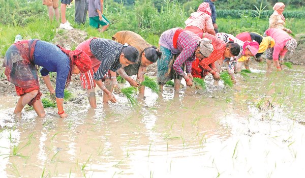 about-92-paddy-plantation-completes