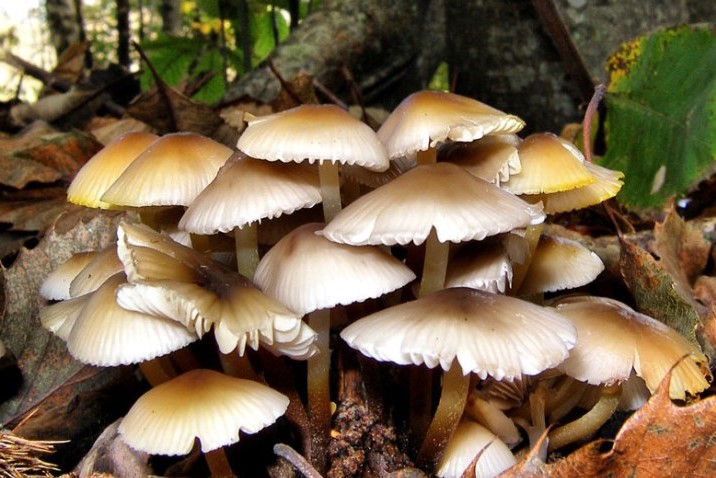 one-dies-four-sick-after-consuming-wild-mushroom