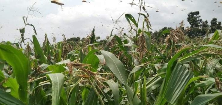 locusts-destroy-crops-in-surkhet