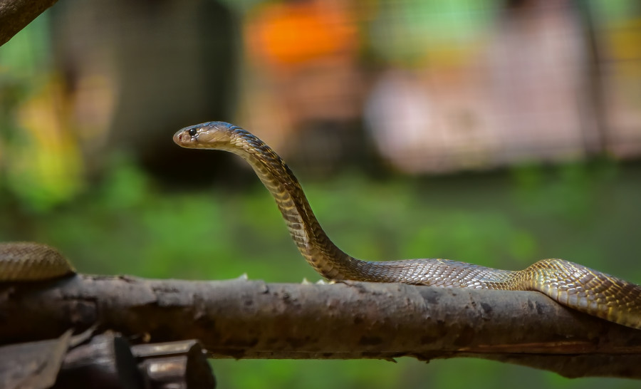 women-children-more-vulnerable-to-snakebites