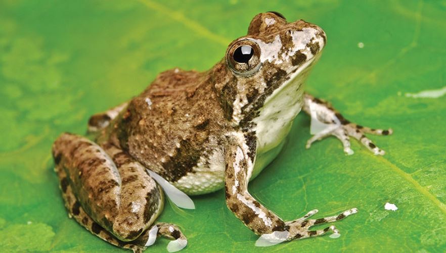 road-expansion-dislodging-frogs-of-kathmandu