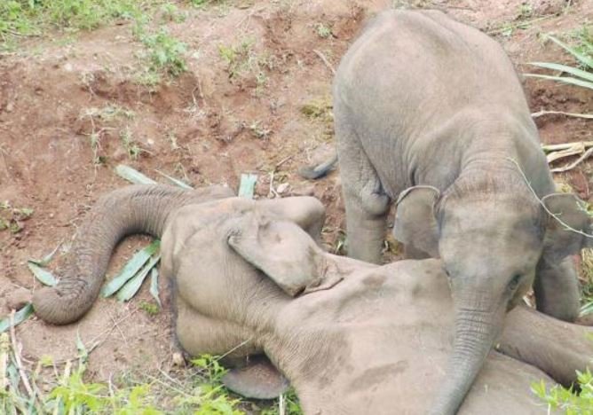 cnp-starts-collecting-samples-following-detection-of-tuberculosis-in-dead-elephants