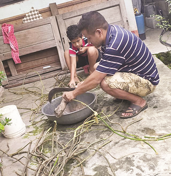 gurjo-sought-after-herbal-medicine-to-fight-coronavirus