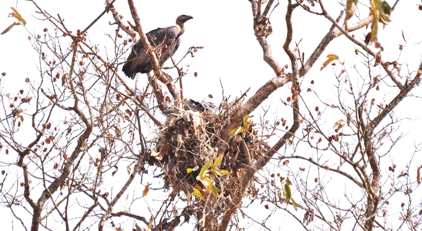 vulture-population-recovering-in-sudurpaschim