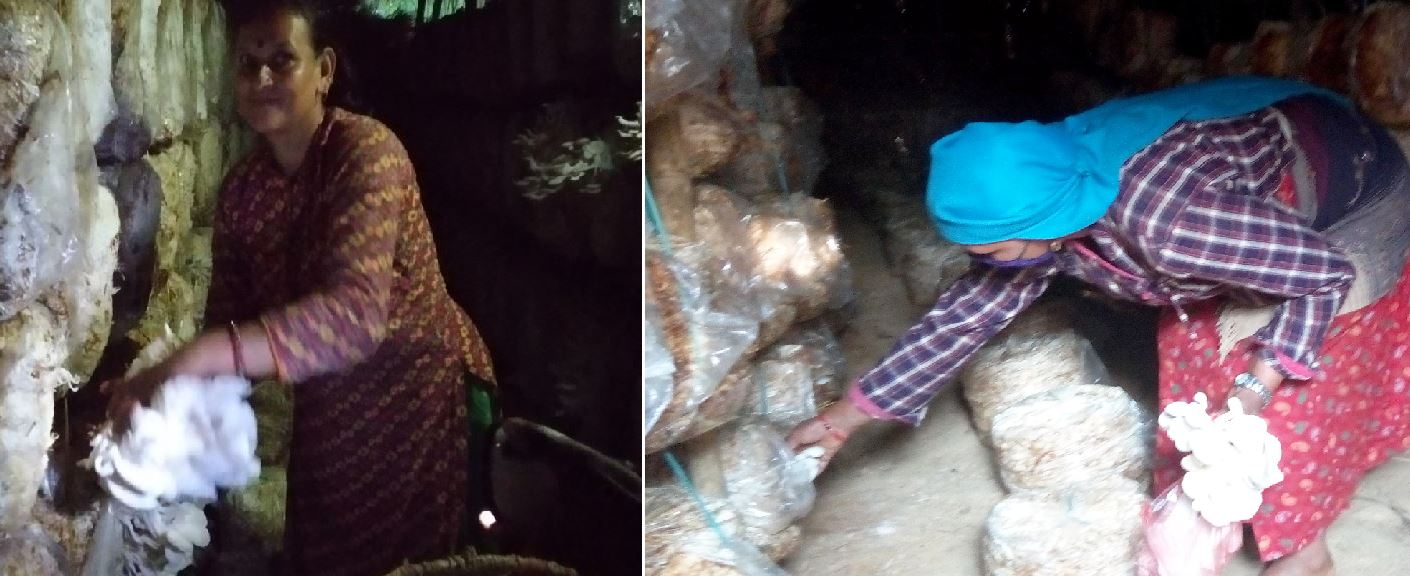 with-income-of-almost-half-million-rupees-a-year-mushroom-farming-makes-woman-self-reliant-in-rasuwa