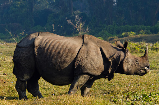 security-tightened-at-cnp-after-suspected-rhino-poaching
