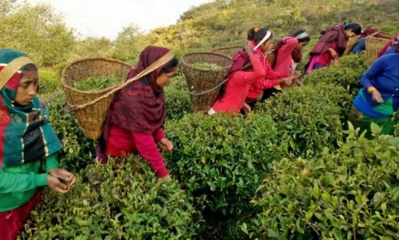 farmers-struggle-municipality-pledges-to-provide-minimum-price-of-tea-leaves