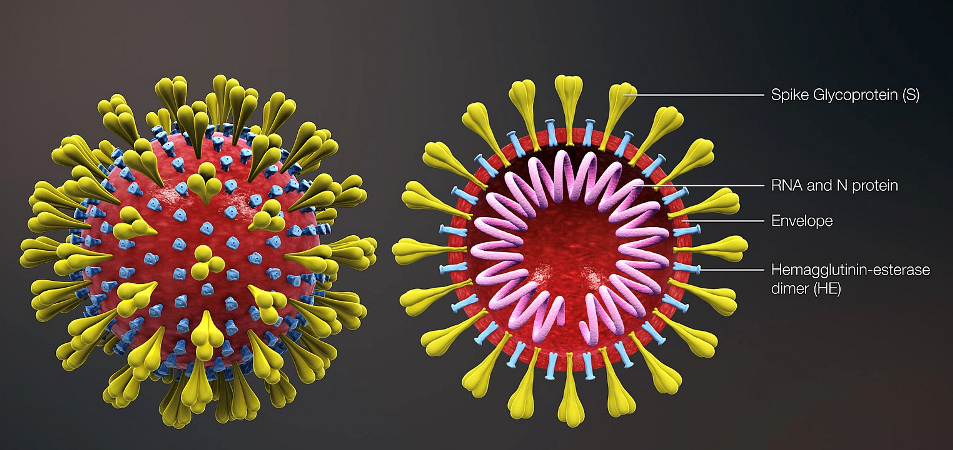 over-80-coronavirus-recovered-people-totally-fit