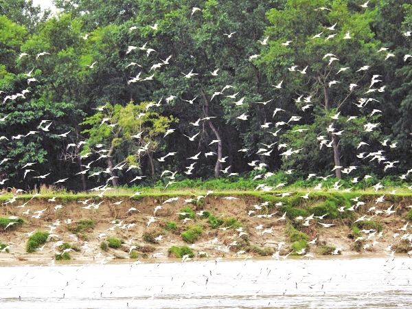 thousands-of-small-pratincoles-sighted-around-mohana-river