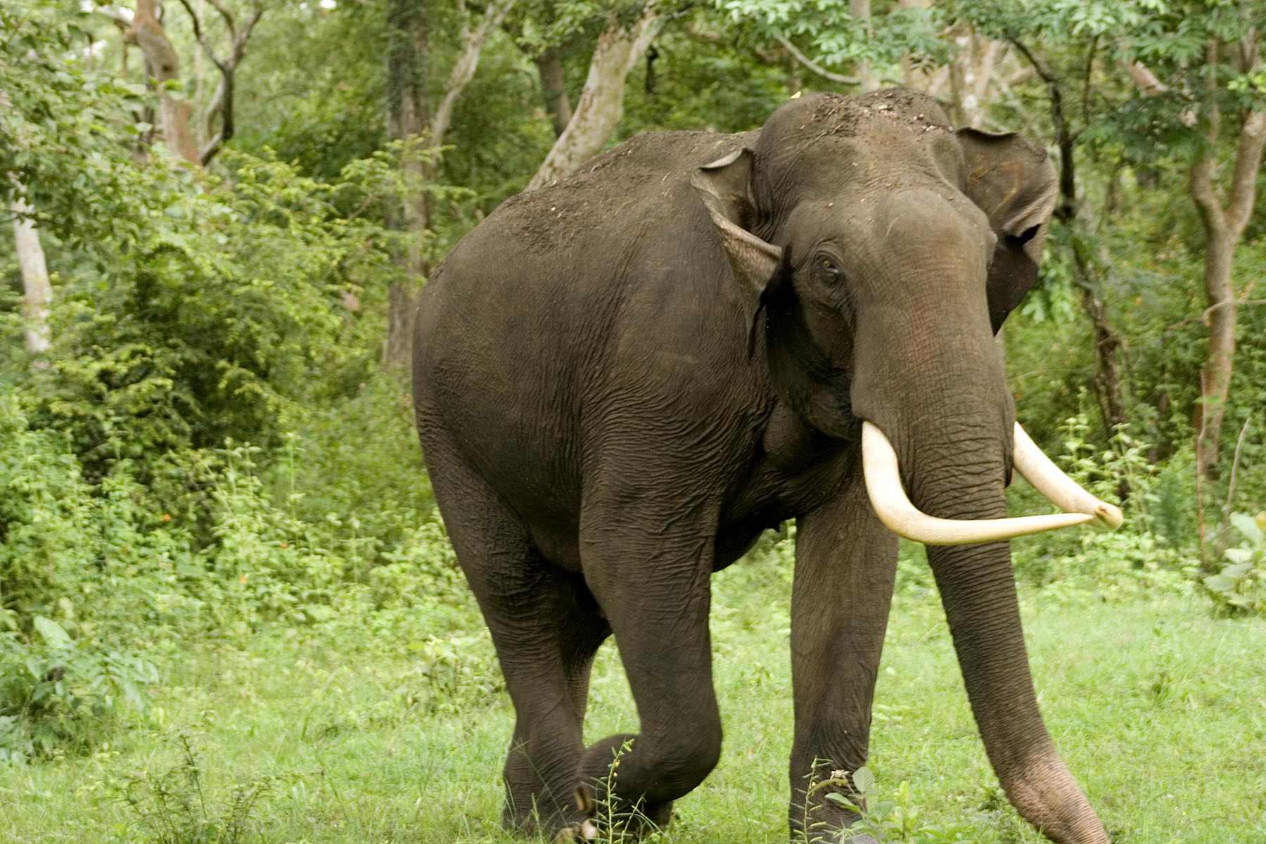 electric-fencing-put-in-place-around-nichajhoda-jungle-to-ward-off-wild-elephants