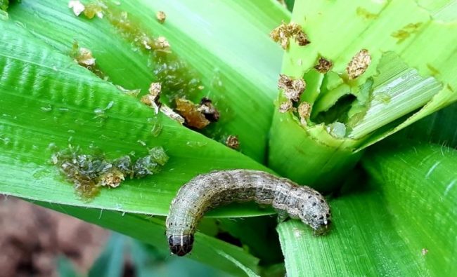 research-on-to-control-fall-armyworm