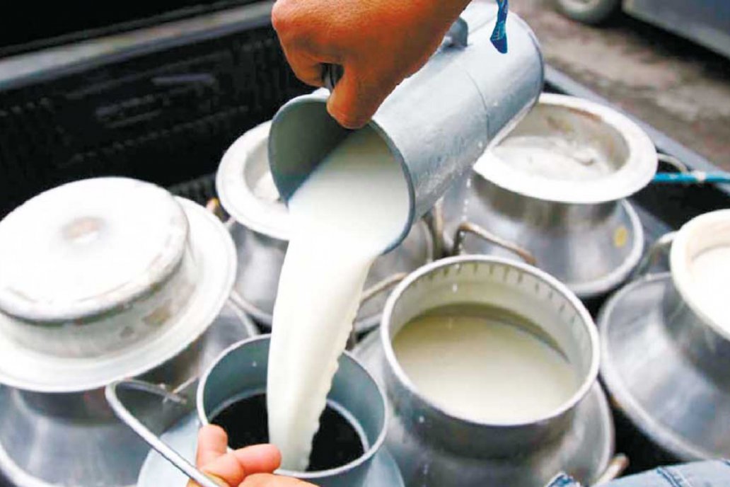 25000-farmers-in-makawanpur-find-their-niche-in-milk-production