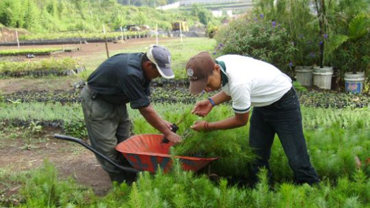 agricultural-programme-to-involve-youths-losing-jobs-to-covid-19-crisis