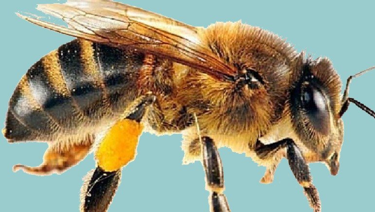 two-minors-die-from-hornet-sting