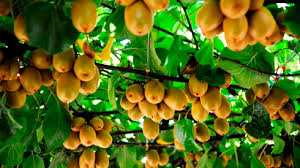 attraction-towards-commercial-farming-of-kiwifruit