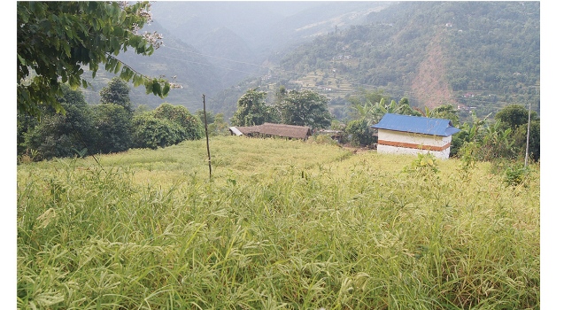 taplejung-farmers-return-to-millet-farming